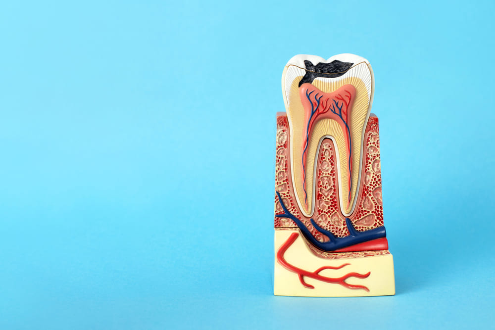 Endodoncia en Panamá ante fracturas y golpes dentales